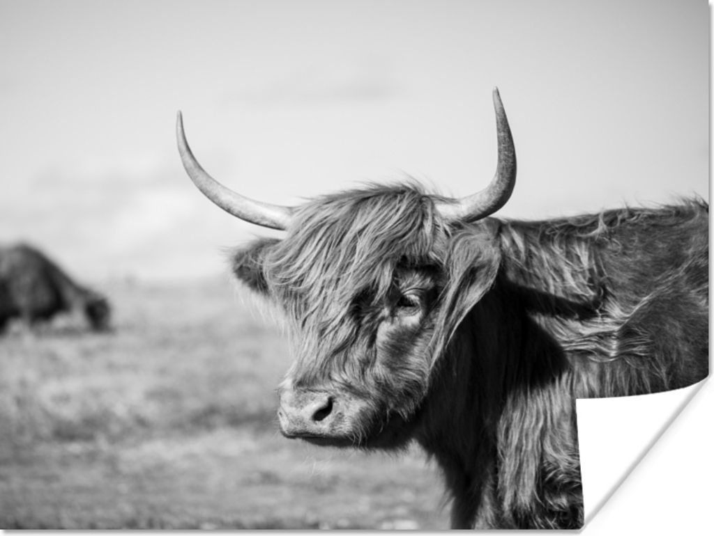MuchoWow Poster Schottischer Highlander - Tiere - Schwarz - Weiß 160x120 cm - Foto Plakat