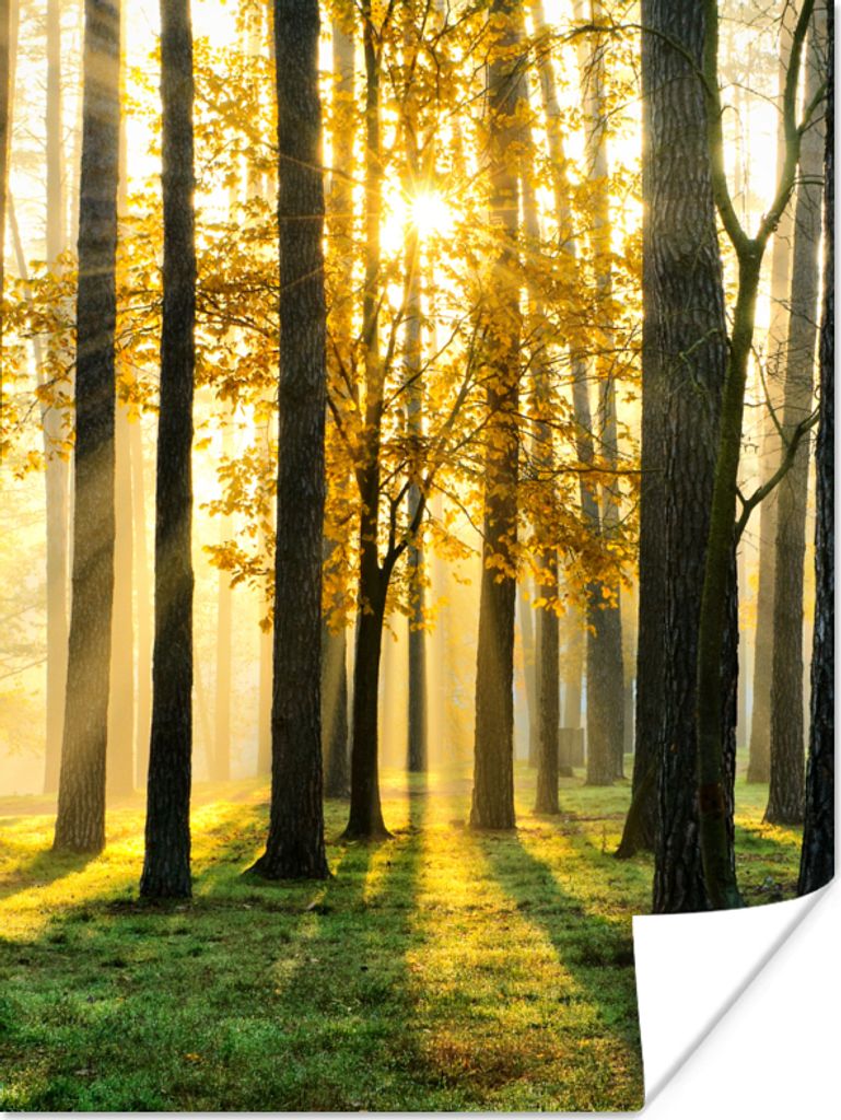 MuchoWow Poster Wald - Sonne - Bäume - Gras - Landschaft - Natur 120x160 cm - Wandbilder