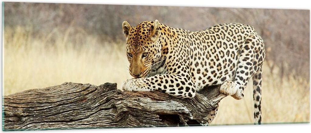 Bilder auf glas - Afrika Leopard Katze Safari - 140x50cm - Glasbilder - Wandbilder - Kunstdruck - zum Aufhängen bereit - Wanddekoration aus Glas -...