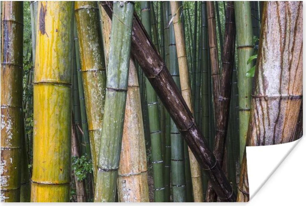 MuchoWow Poster Viele Bambusarten im Arashiyama-Bambuswald in Japan 60x40 cm - Schlafzimmerdekoration
