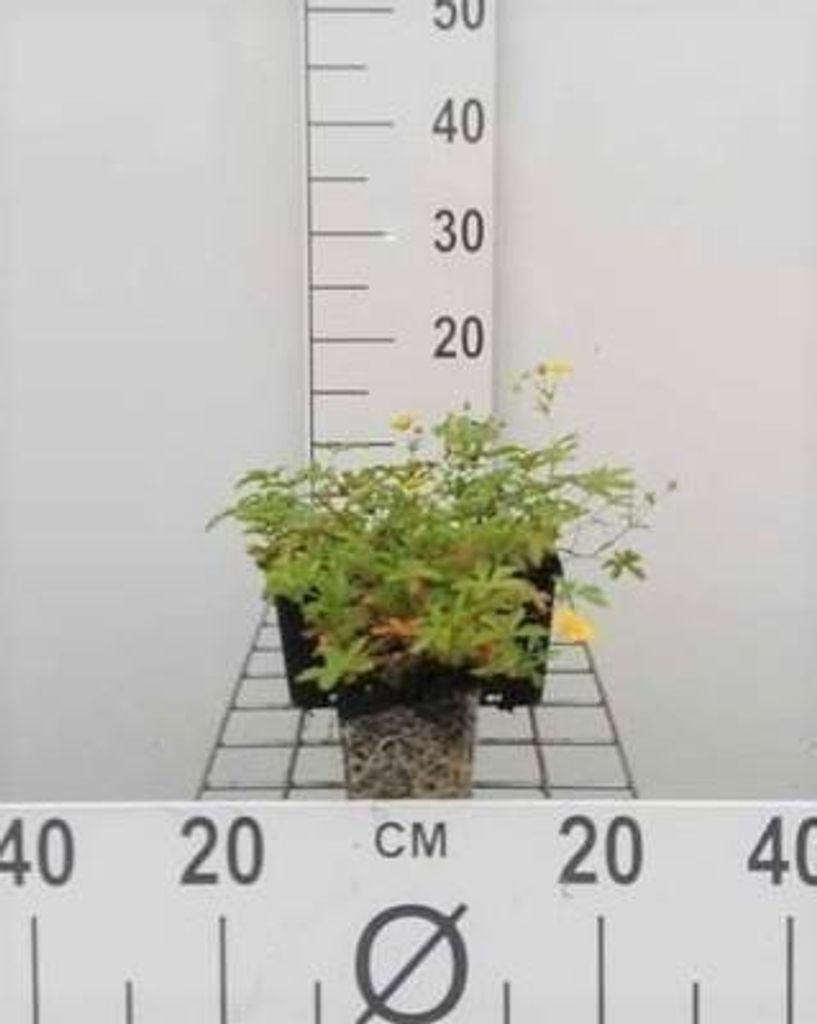 6 x Potentilla aurea - Fingerstrauch - Topf 9 x 9 cm