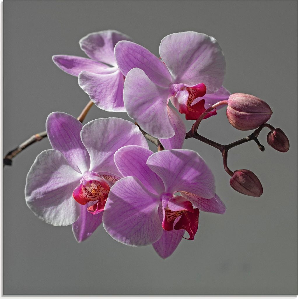 ARTland Glasbild Orchideentraum Größe: 30x30 cm
