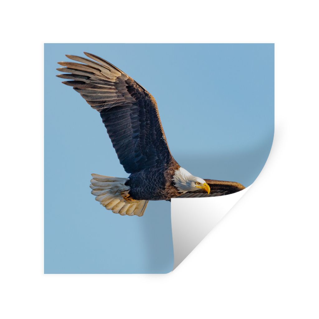 MuchoWow Wandtattoo Wandsticker Wandaufkleber Vogel - Seeadler - Fliegen 30x30 cm Selbstklebend und Repositionierbar - Repositionierbar - Wasser ...