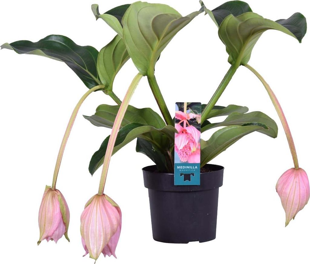 Medinilla magnifica - Medinilla - Zimmerpflanze - Pflegeleichte Pflanze für Innenräume - 17 cm - 50-60 cm