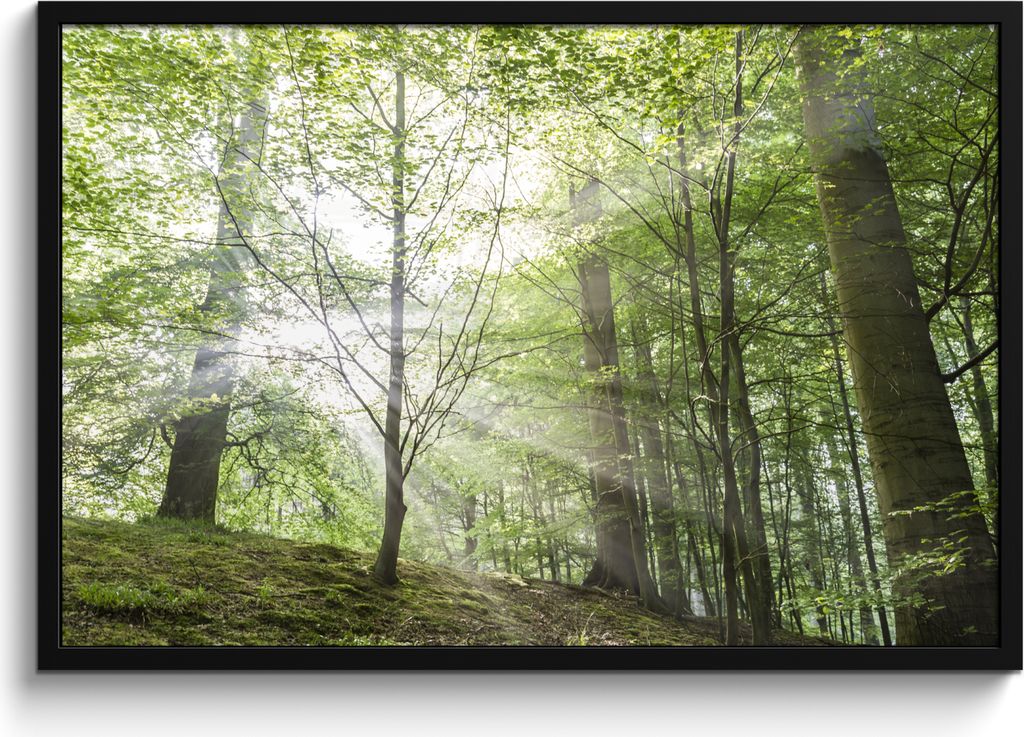 MuchoWow MuchoWow Gerahmtes Poster Wald - Bäume - Sonne 90x60 cm - Poster mit zchwarzem Bilderrahmen - Fotorahmen - Foto-Plakat