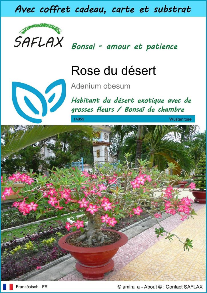 SAFLAX Ensemble-cadeau - Rose du désert - 8 graines - Image du produit 