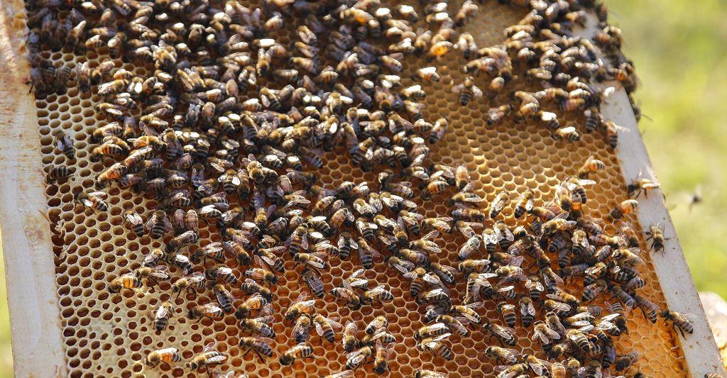 mydays Bienenseminar mit Verkostung Bühl; Erlebnis verschenken oder selbst erleben; Gutschein für 1 Person(en)