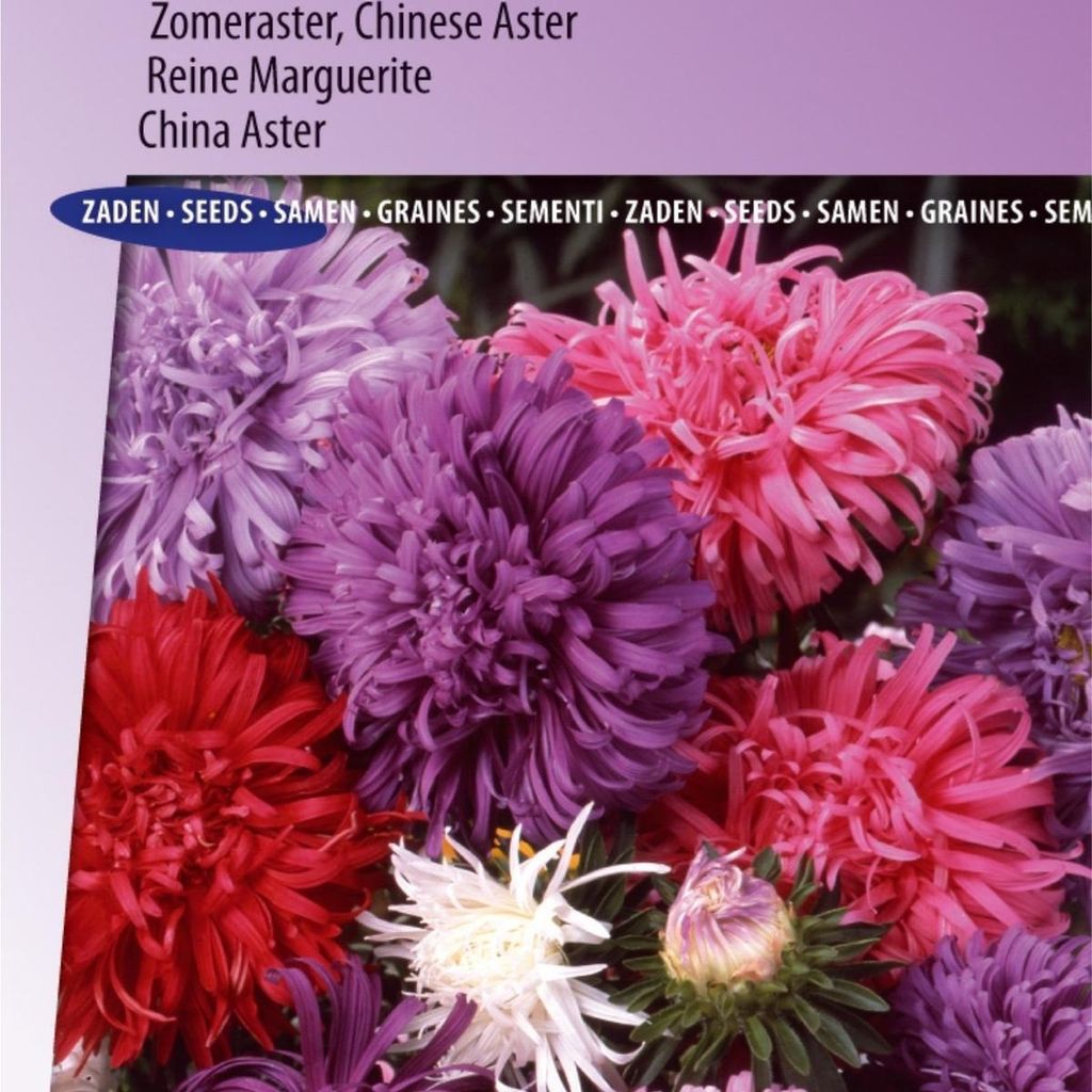 American Branching Mix Summer Aster Chinese Aster Flower Seeds – Züchten Sie farbenfrohe Gartenblumen