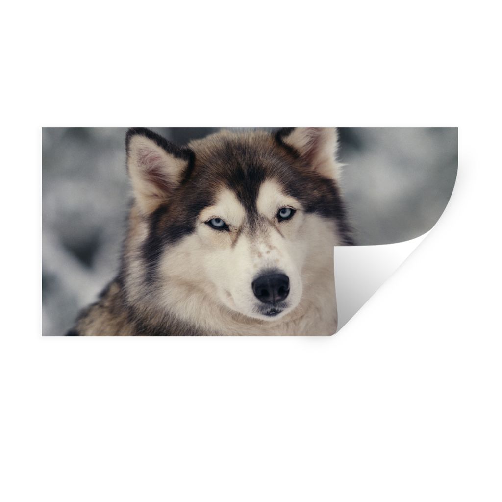 MuchoWow Wandtattoo Wandsticker Wandaufkleber Porträt eines Huskys 120x60 cm Selbstklebend und Repositionierbar - Sticker - Dekorfolie