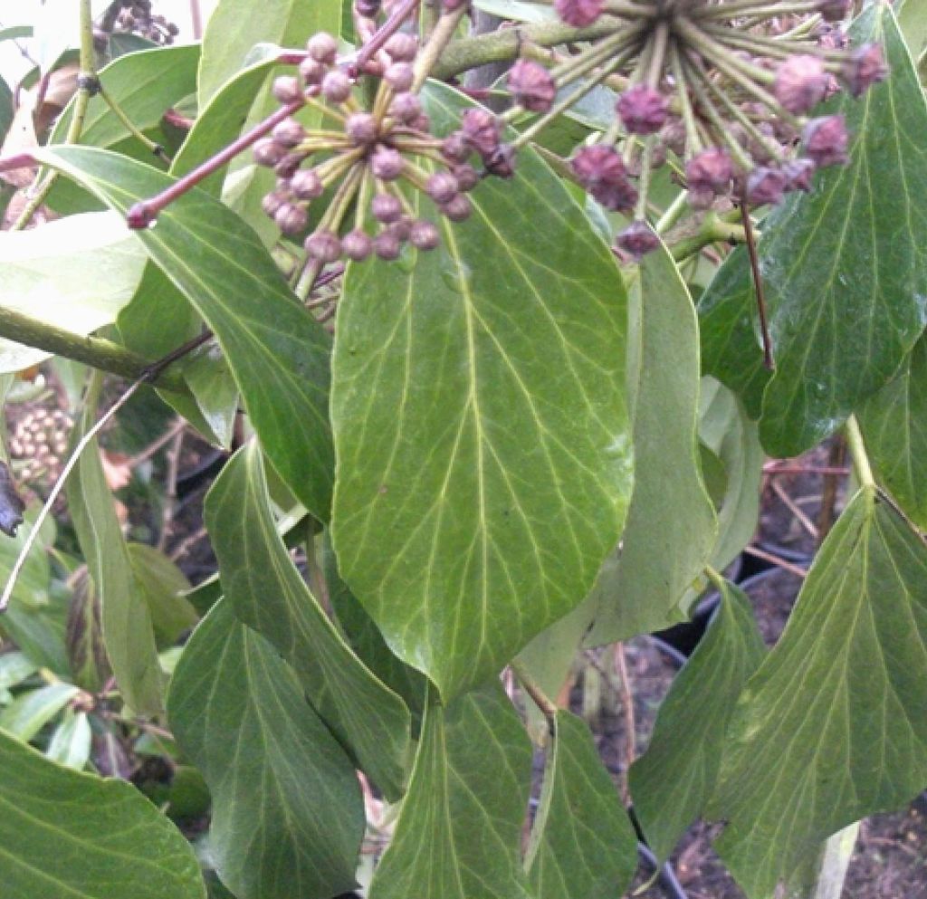 Kaukasischer Efeu - Strauch Hedera Colchica - Arborescens 40 - 50 cm immergrün