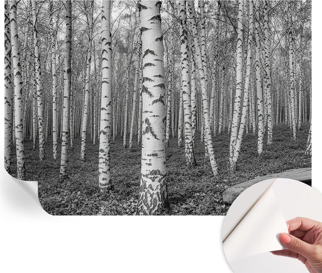 Selbstklebende Wandtapete - Dekorative Tapete für Wohnzimmer - Klebefolie für Wandbilder - Tapetenfolie für Wanddekoration - 312x219 cm - Birken...