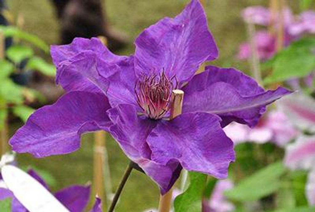 Clematis hybr. 'The President' - Waldrebe 'The President' 50-60 cm | Topf