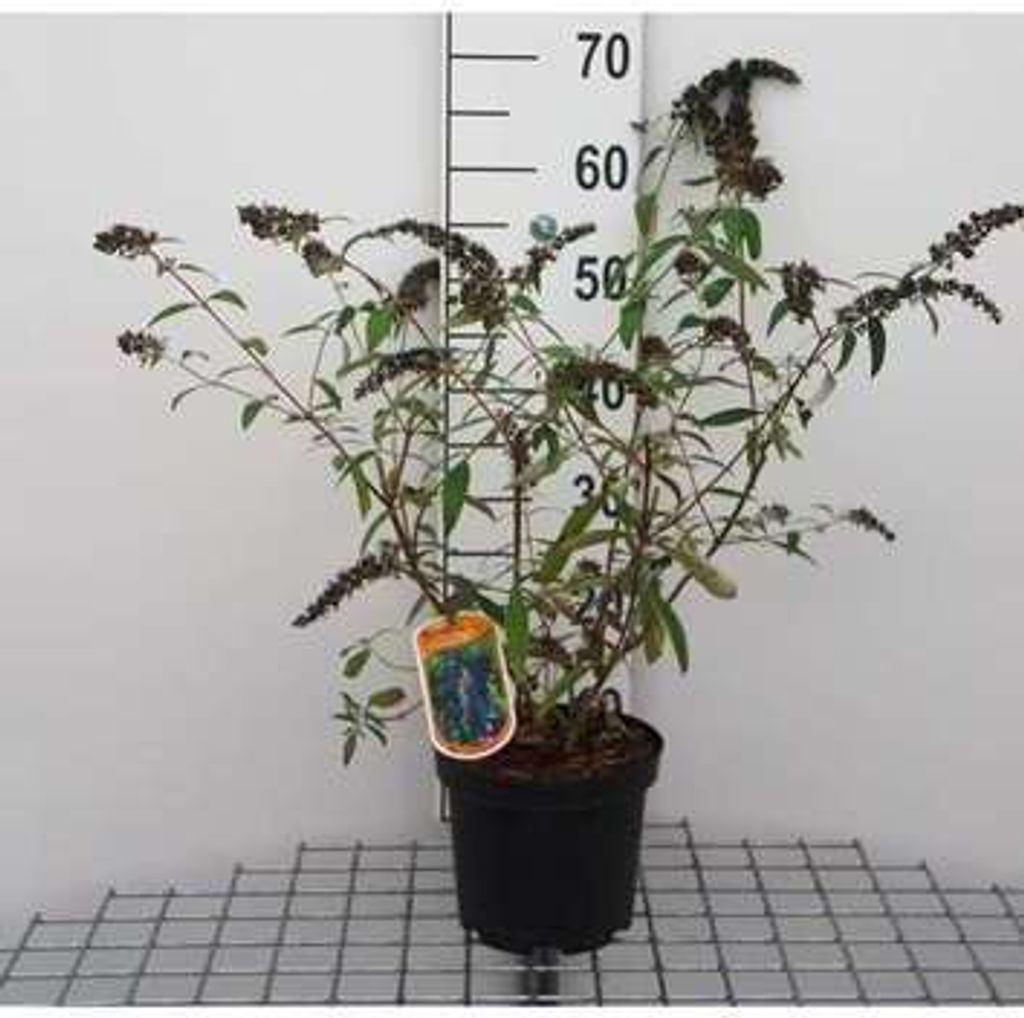 Buddleja dav. 'Adonis Blue' ('adokeep' ) - Schmetterlingsflieder 30- 40 cm Container