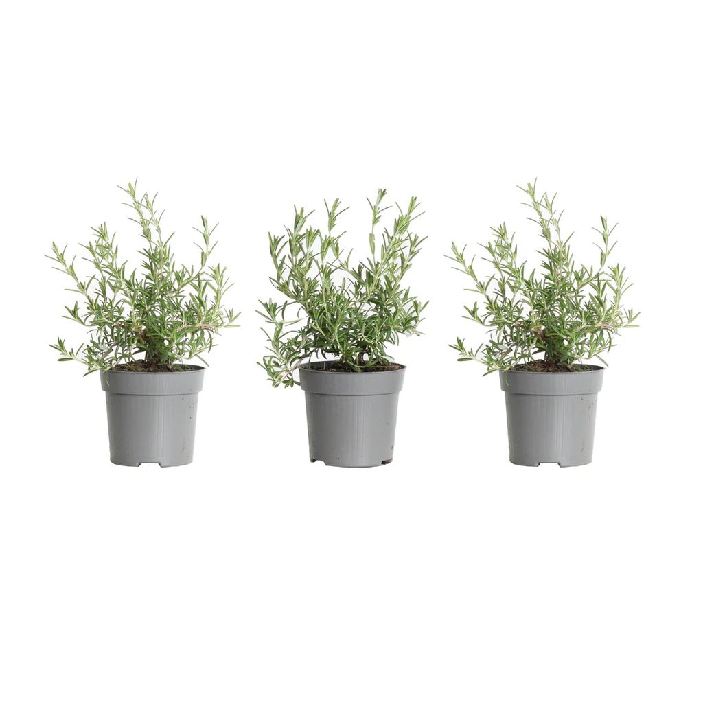 Three potted rosemary plants are arranged in a row against a white background.