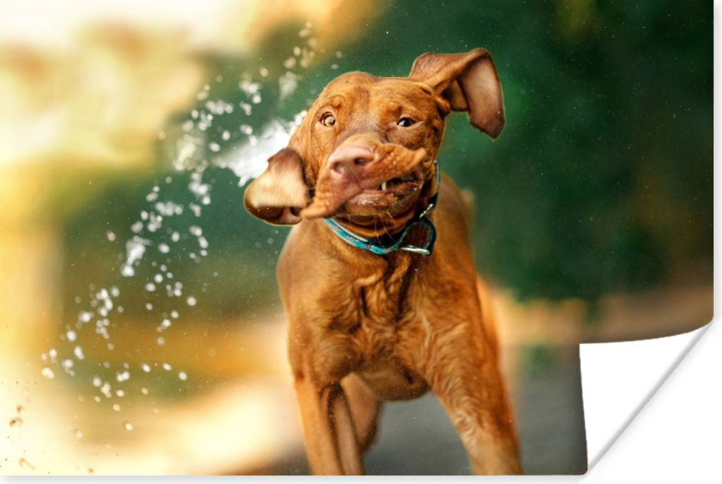 MuchoWow Poster Nass - Hund - Wasser 120x80 cm - Bilder