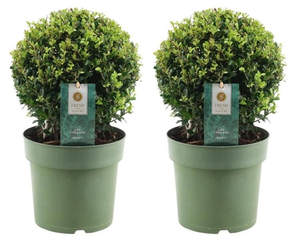 Plants by Frank | 2 Boules de houx du Japon |2 Ilex crenata Image du produit 