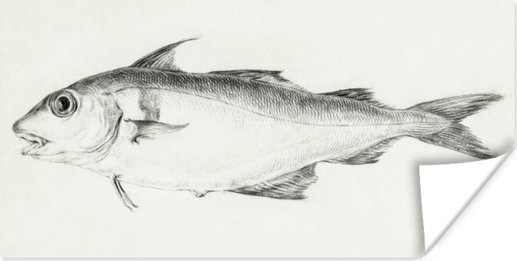 MuchoWow Poster Fisch, links - Gemälde von Jean Bernard 160x80 cm - Foto Poster