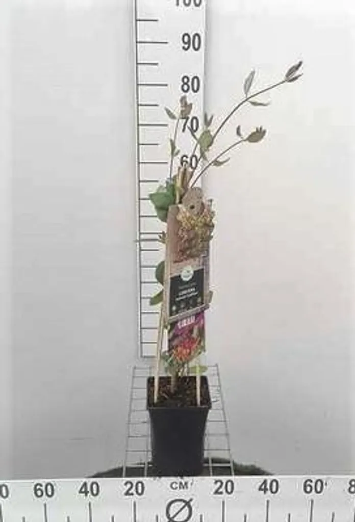 Lonicera Goldflame : Chèvrefeuille Grimpant pour Cacher un Vis-à-vis