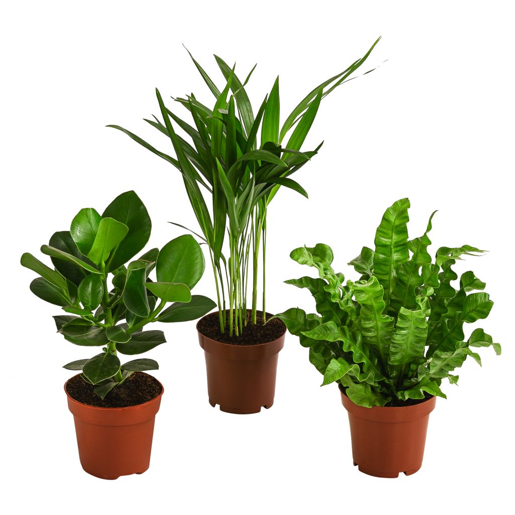 Dehner Pflanzenset Luftreiniger, 3 Sorten Balsamapfel, Goldfruchtpalme und Streifenfarn, je 20-30 cm, Ø Topf je 12 cm, Zimmerpflanzen