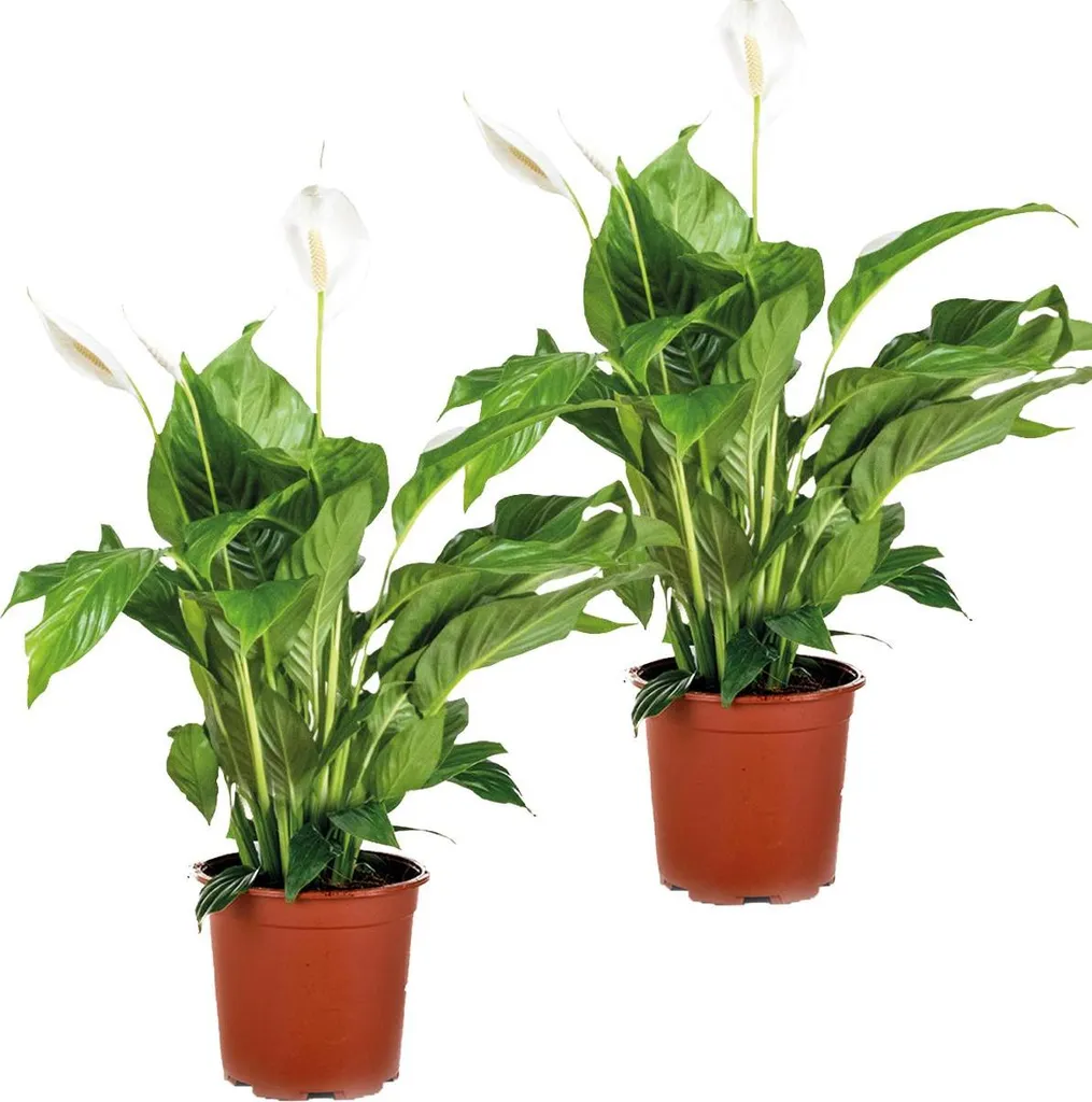 Bloomique Lot de 2 Spathiphyllum Lys de la paix Dépolluants 60-80cm