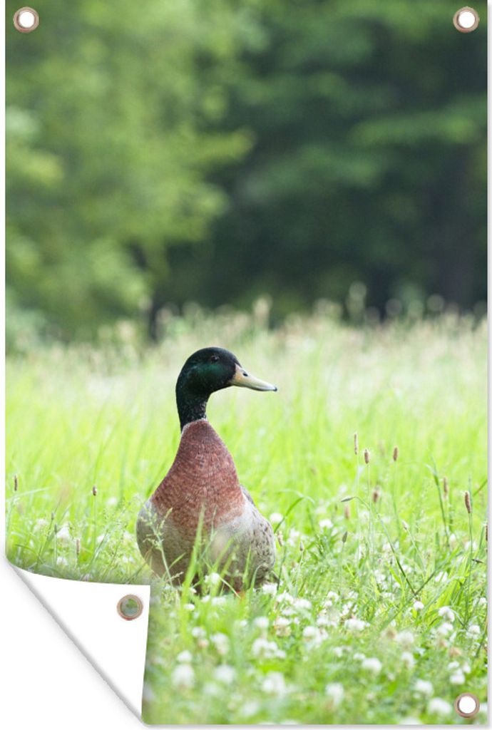 MuchoWow 40x60 cm Outdoor-Poster Gartendeko Sichtschutz Garten Poster für den Garten Ente - Gras - Frühling