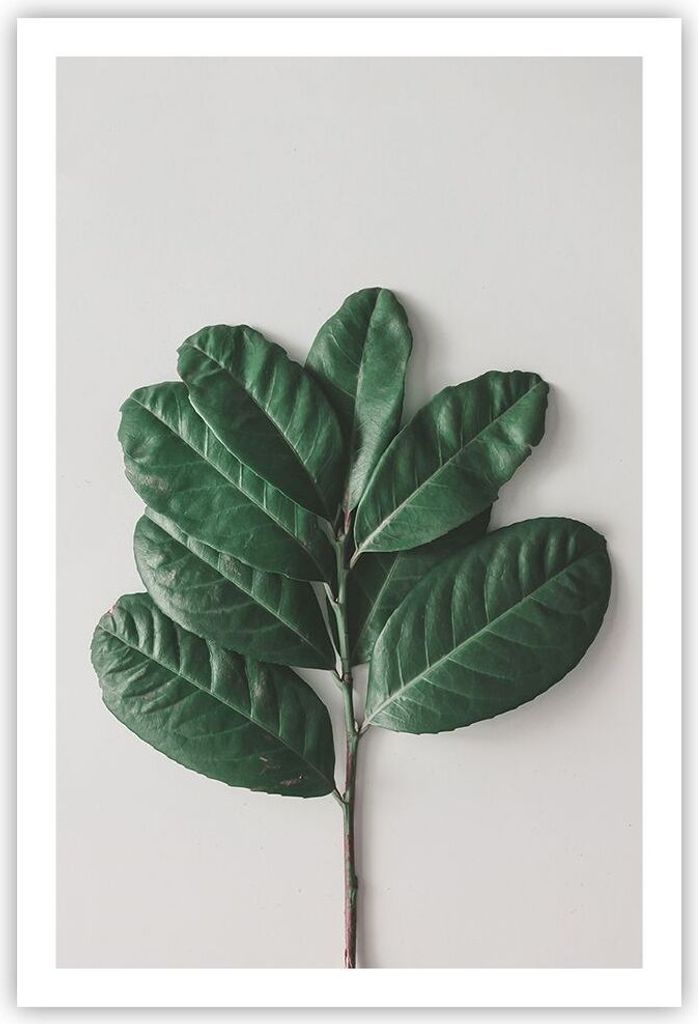 Poster - Poster ohne Rahmen - Blätter Pflanzen Botanik - 61x91,5 cm - Wand Bild - Wanddeko - Wandbilder - Kunstposter - Wandposter - Bilder - Kuns...