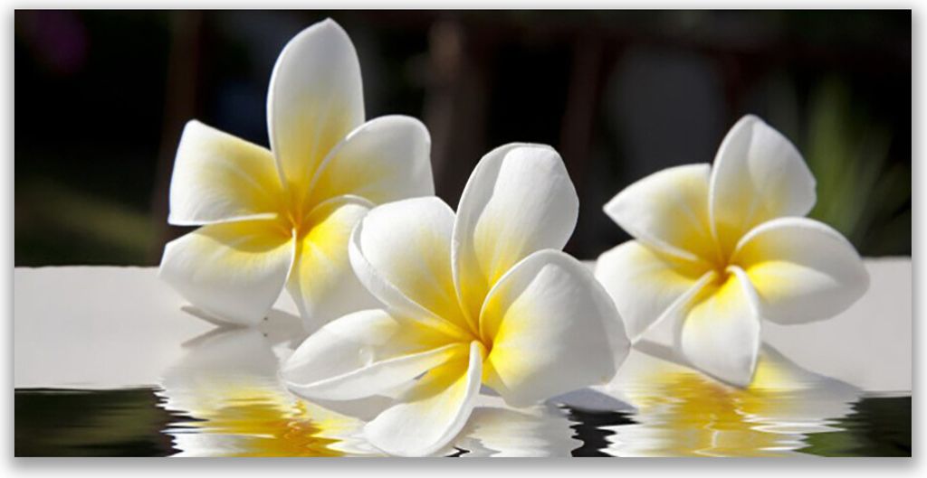 Tulup Leinwand-Bilder 140x70 Wandbild Canvas Kunstdruck Blumen Pflanzen