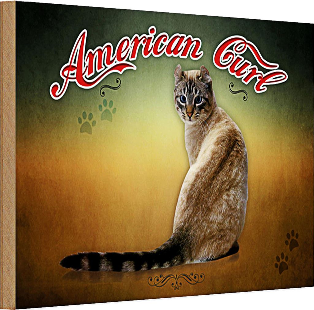 Holzschild Katze 30x20cm American Curl Wanddeko