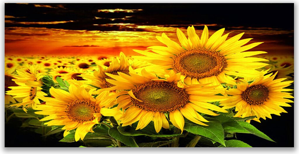 Tulup Leinwand-Bilder 120x60 Wandbild Canvas Kunstdruck Sonnenblumen Pflanzen