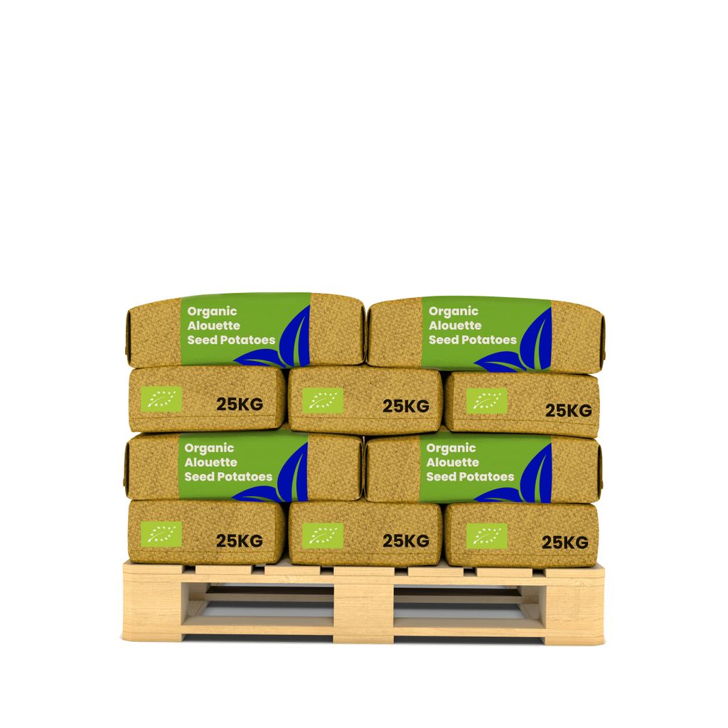 -Saatkartoffeln Alouette A 28/35 (20x = 500 kg) - Organifer