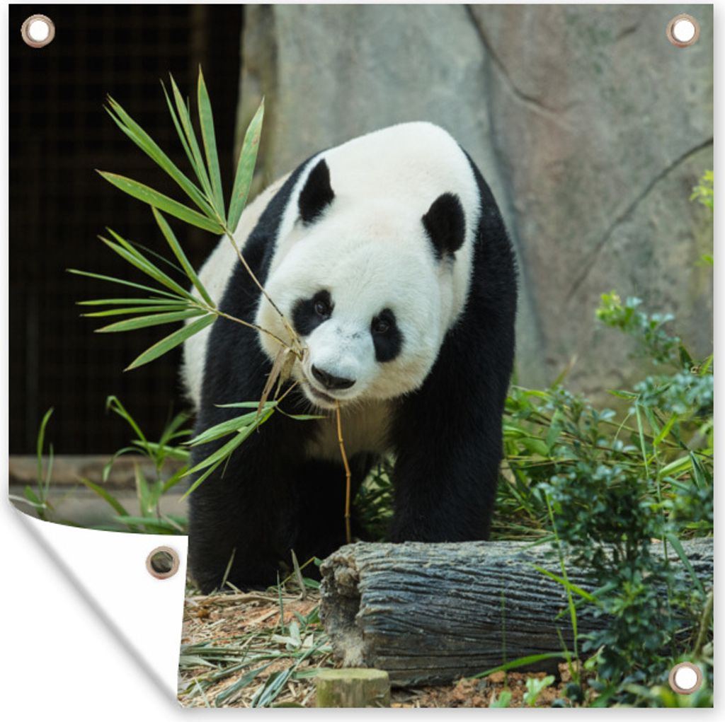 MuchoWow 50x50 cm Outdoor-Poster Gartendeko Sichtschutz Garten Poster für den Garten Panda - Baumstamm - Höhle