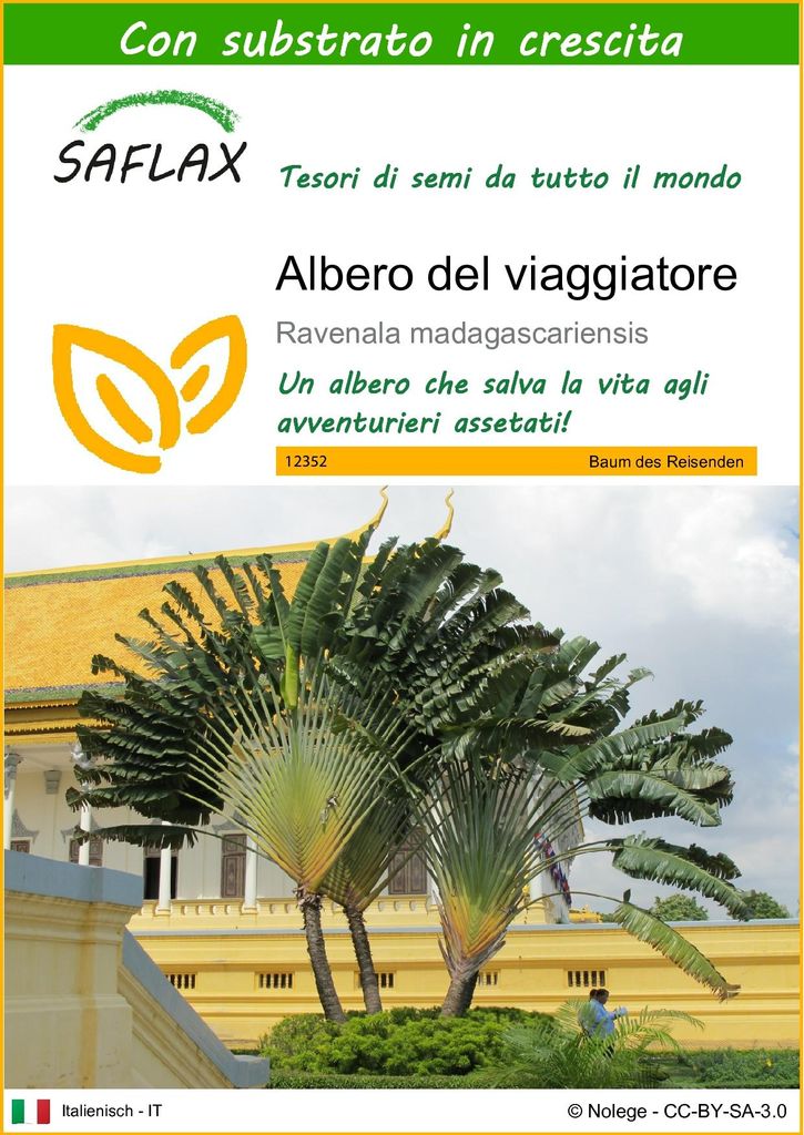 SAFLAX  - Albero del viaggiatore - 8 semi - Con substrato - Immagine del prodotto 
