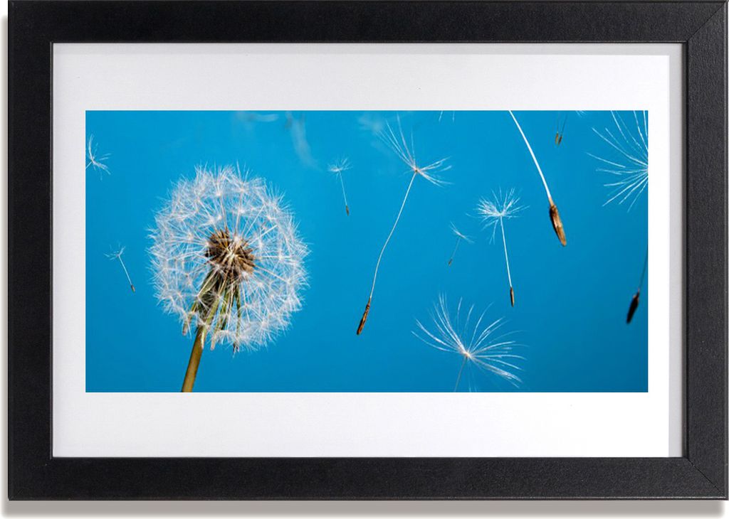 Bild 30x20 MDF-Rahmen Wandkunst Löwenzahn Blumen Natur
