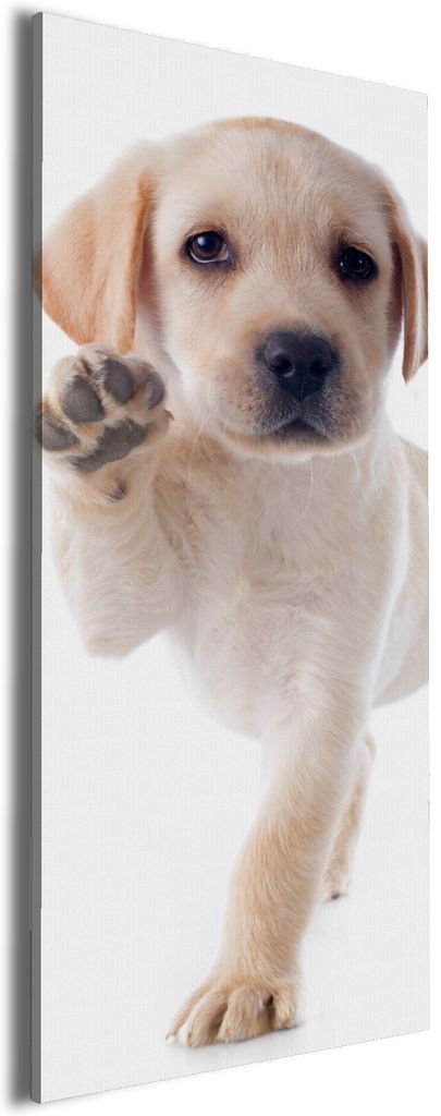 Wallario Premium Leinwandbild Süßer Labrador-Welpe sagt Hallo in Größe 80 x 200 cm