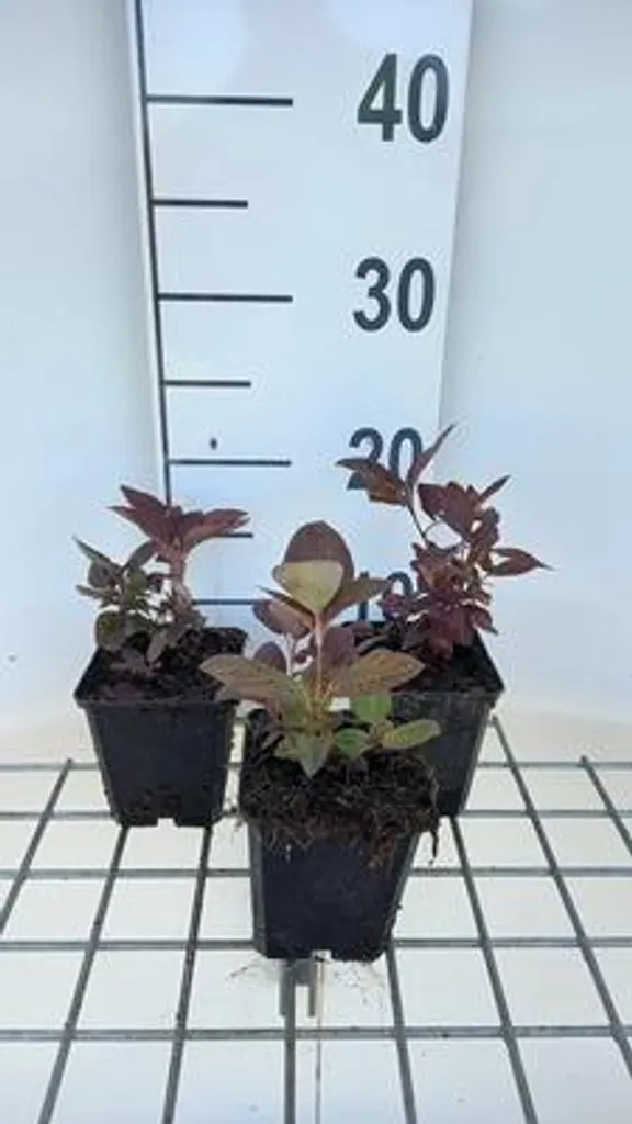 Lysimachia Firecracker lot de 6 : la solution pour sols difficiles