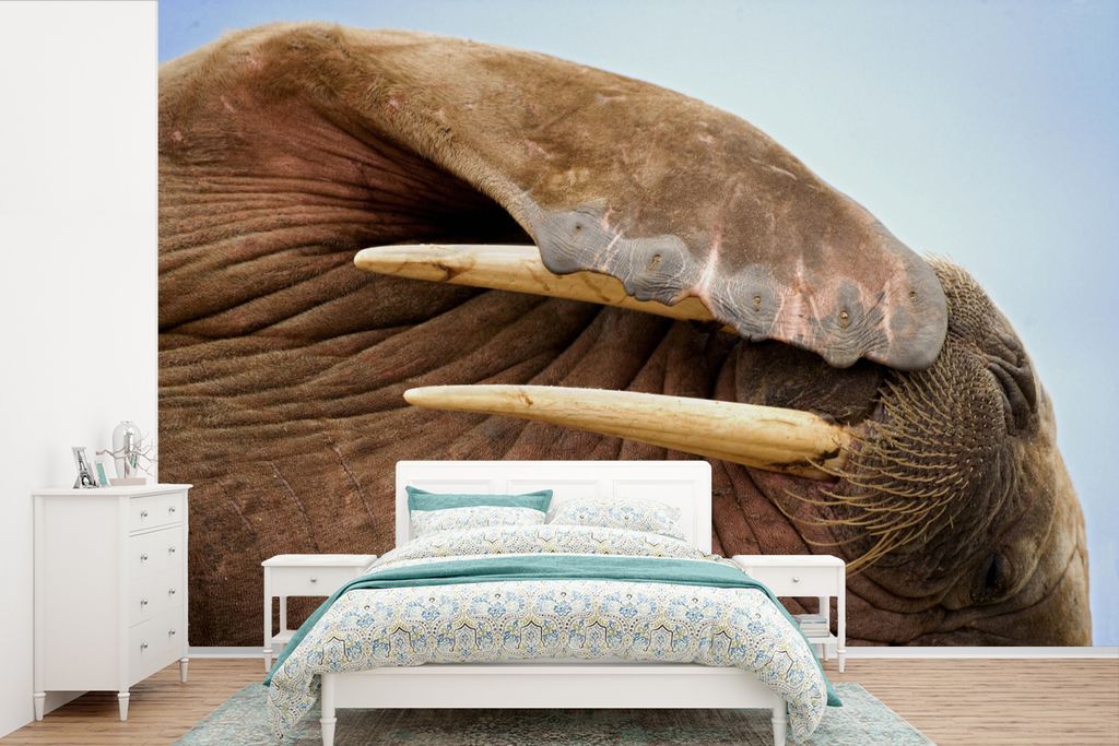 MuchoWow Fototapete für Wohnzimmer oder Schlafzimmer Wandtapete Vinyl Motivtapete Walross - Tiere - Nahaufnahme - 450x300 cm - Gemusterte