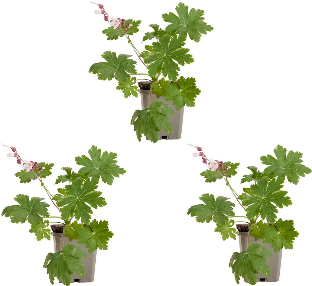 Bloomique - Lot de 3 - Géranium macrorrhizum ‘Spessart’ - Image du produit 