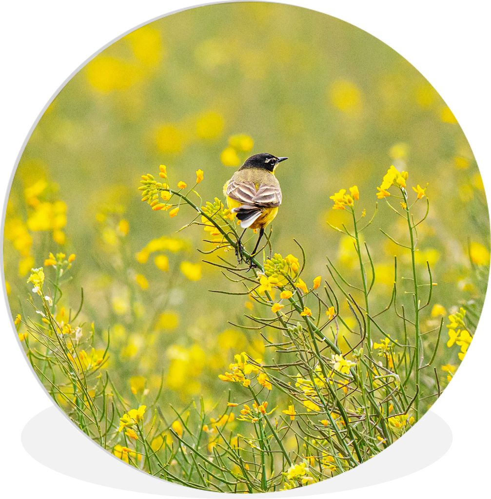 MuchoWow Rundes Wandbild - Runde Bilder Vogel - Blumen - Gelb Ø 60 cm Kreis Wanddekoration Kunststoff - Wandkreis - Wandschmuck - Wand Kreis - D...