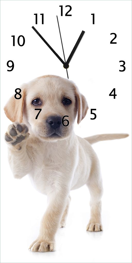 Wallario Design Wanduhr bedruckt, Größe 30 x 60 cm, Motiv: Süßer Labrador-Welpe sagt Hallo