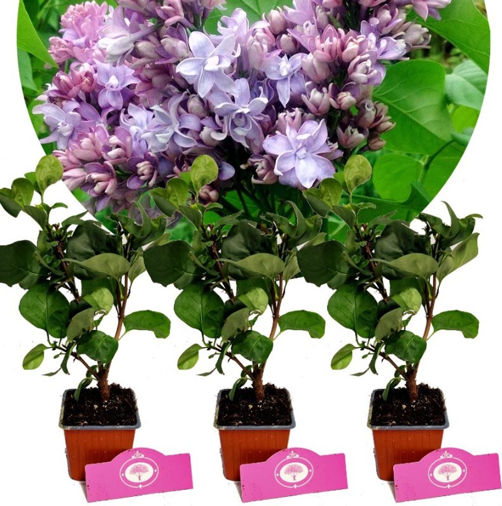 Set mit 3 Fliedern – Syringa vulgaris „Nadezhda“ – „Hope“ – Höhe 25 cm – 9 cm Topf