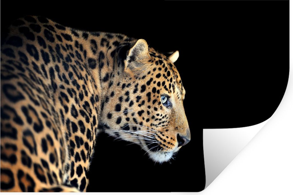 MuchoWow Wandtattoo Wandsticker Wandaufkleber Leopard - Profil - Schwarz 60x40 cm Selbstklebend und Repositionierbar - Wierderverwendbar - Selbst...