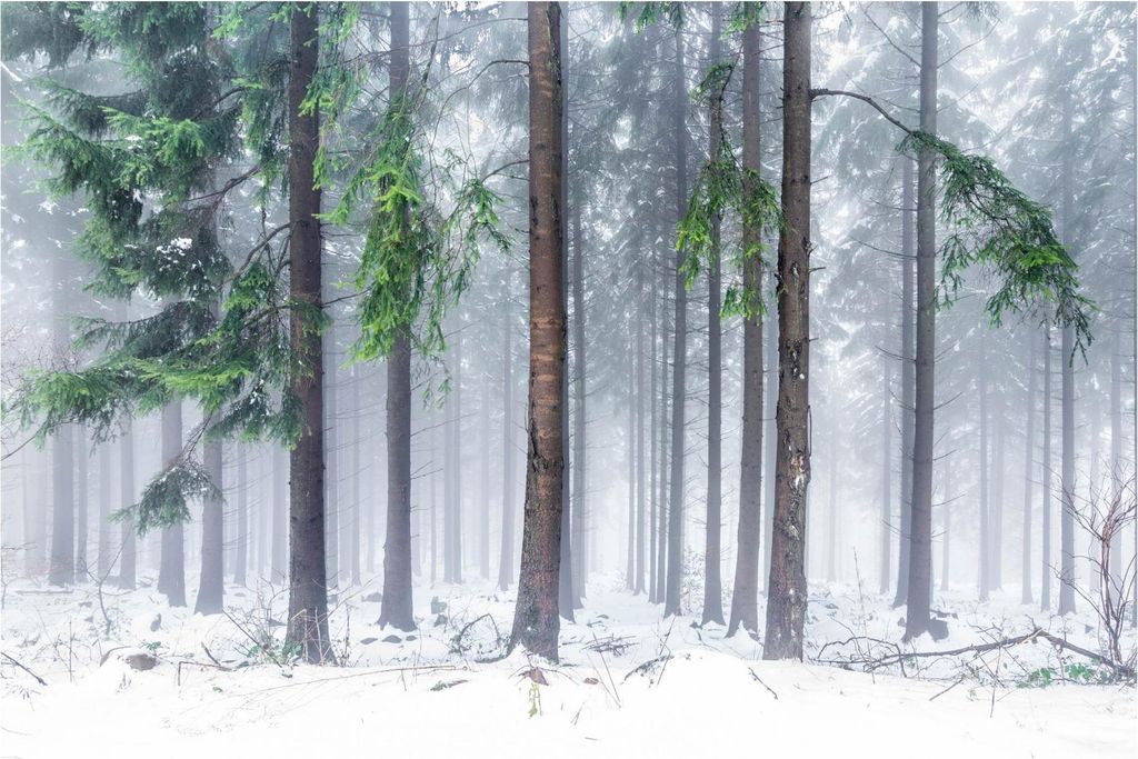 Fototapete Wald - Vliestapete - Bildtapete UV-beständig Wald grün Motiv Wandtapete geruchsfrei