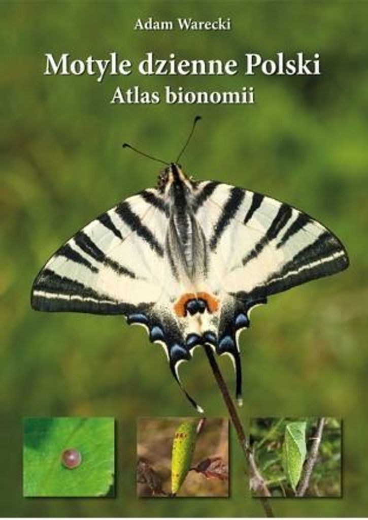 Motyle dzienne Polski. Atlas bionomii TW w.2021 Produktbild 