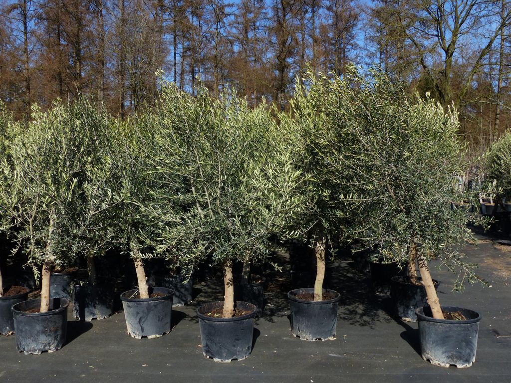 8x Olivenbaum Olive "20 Jahre" 180 - 220 cm, beste Produktbild 