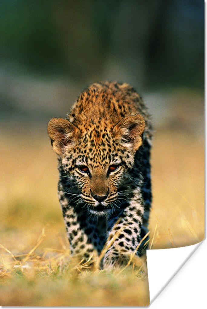 MuchoWow Poster Leopard - Makro - Gras 40x60 cm - Plakate für die Wand - Poster Babyzimmer