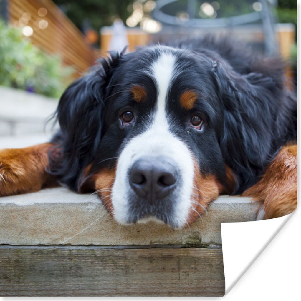 MuchoWow Poster Shady Berner Sennenhund 30x30 cm - Wandposter - Printing