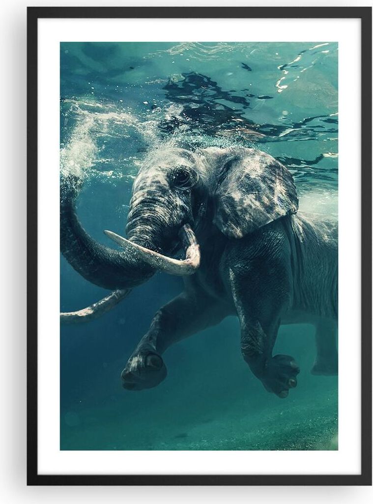 Gerahmtes Poster - Schwarzer Rahmen - Elefant Tier Wasser - 50x70 cm - Wand Bild - Wanddeko - Wandbilder - Kunstposter - Wandposter - Bilderrahmen ...