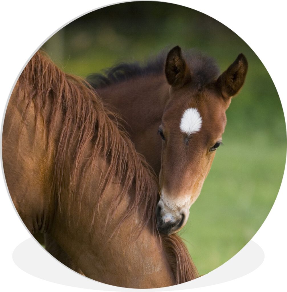 MuchoWow Rundes Wandbild - Runde Bilder Pferde - Gras - Porträt Ø 60 cm Kreis Wanddekoration Kunststoff - Wandkreis - Wandschmuck - Wand Kreis ...