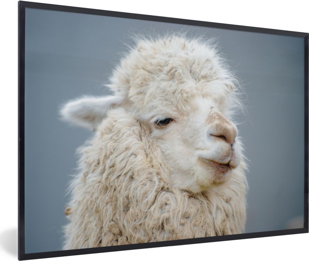 MuchoWow MuchoWow Gerahmtes Poster Alpaka - Wolle - Weiß 90x60 cm - Poster mit zchwarzem Bilderrahmen - Fotorahmen - Foto-Plakat