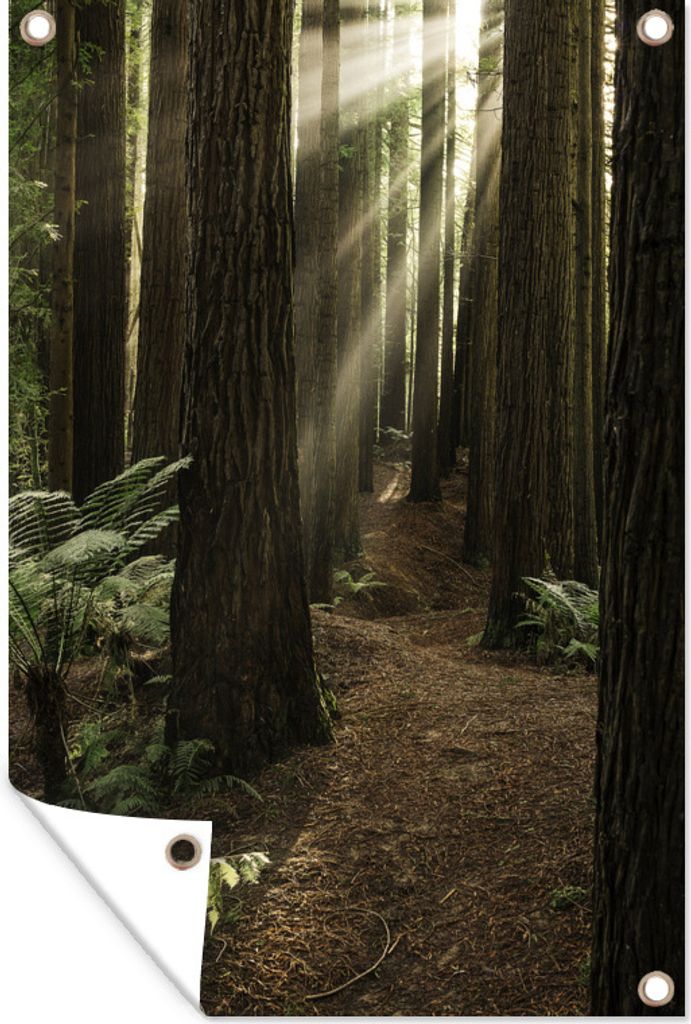 MuchoWow 60x90 cm Outdoor-Poster Gartendeko Sichtschutz Garten Poster für den Garten Sonnenstrahlen zwischen den Mammutbäumen